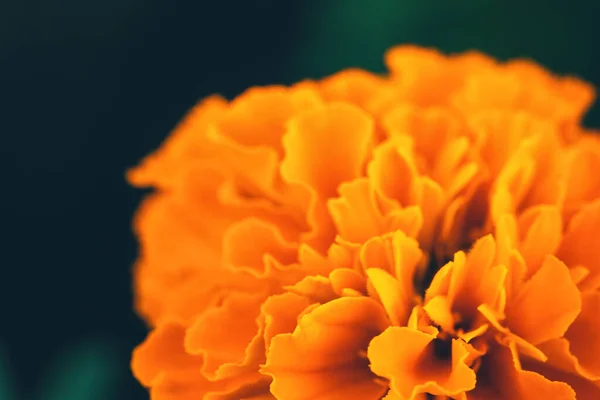 Close-up de flor de calêndula laranja no fundo escuro — Fotografia de Stock