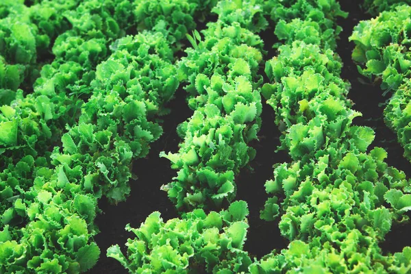 一排排健康的有机绿色莴苣植物 — 图库照片