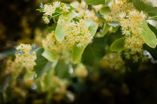 Primavera sfondo con primo piano di fiori di tiglio — Foto Stock