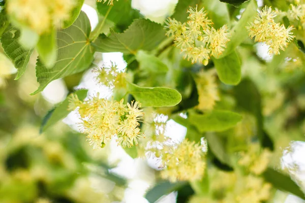 リンデンの木の花のクローズアップと春の背景 — ストック写真