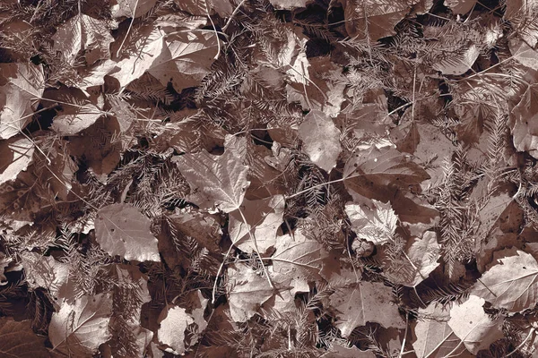 Gedesatureerde bruine herfst esdoorn bladeren achtergrond — Stockfoto