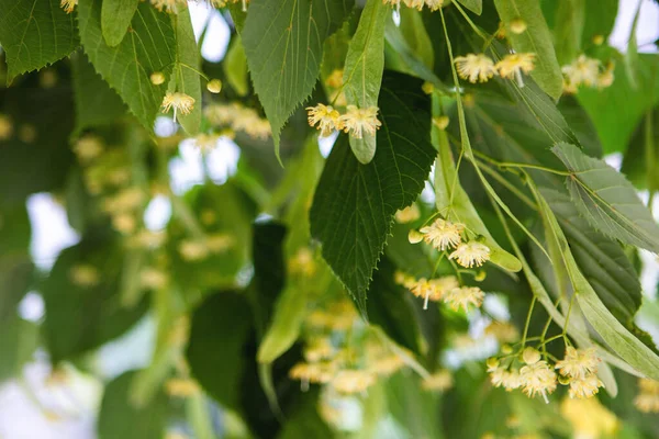 リンデンの木の花のクローズアップと春の背景 — ストック写真