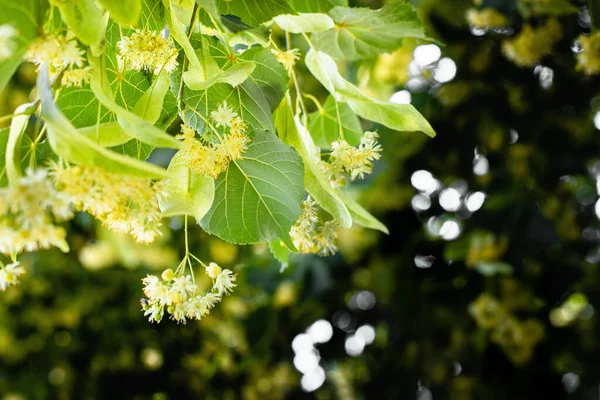 リンデンの木の花のクローズアップと春の背景 — ストック写真