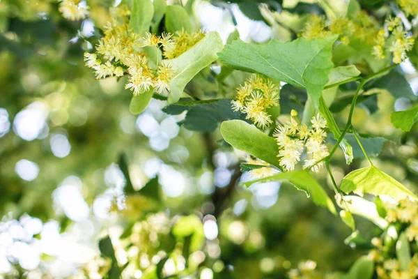 リンデンの木の花のクローズアップと春の背景 — ストック写真
