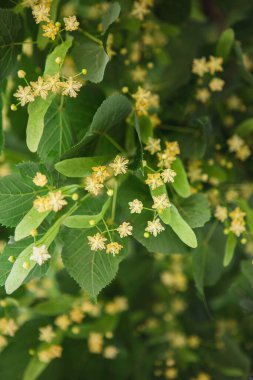 İlkbahar arkaplanı Linden ağacı çiçeklerinin yakın planıyla 