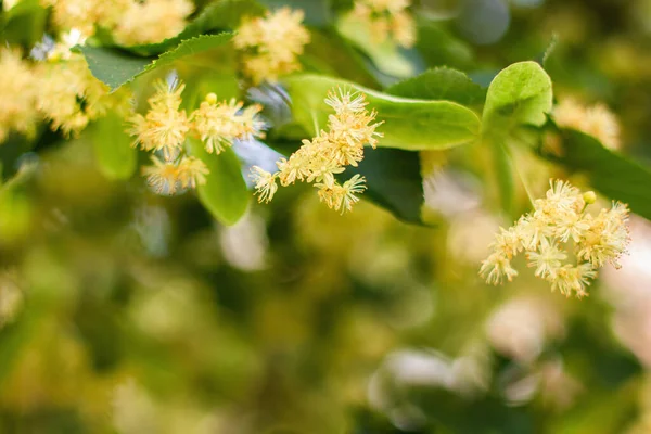Tavaszi háttér közelkép Linden fa virágok — Stock Fotó
