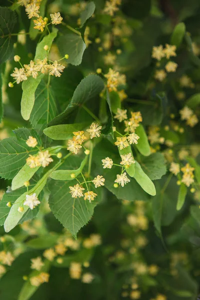 Lente achtergrond met close-up van linde boom bloemen — Stockfoto