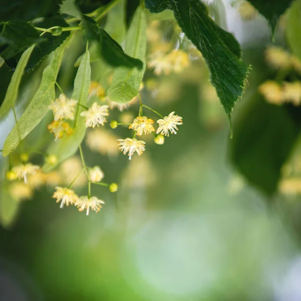 リンデンの木の花のクローズアップと春の背景 — ストック写真