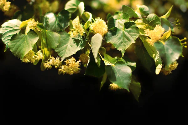 林登乔木花特写春季背景 — 图库照片