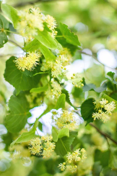 リンデンの木の花のクローズアップと春の背景 — ストック写真