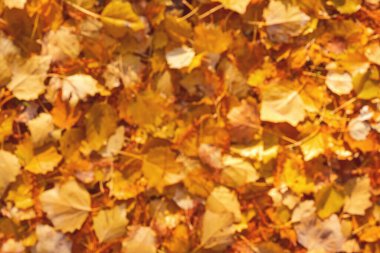 Sonbahar sarısı ve turuncu yaprakların bulanık dokusu