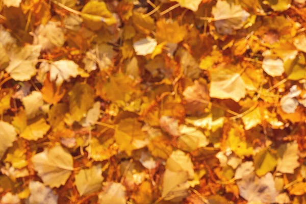 Sonbahar sarısı ve turuncu yaprakların bulanık dokusu