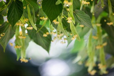 İlkbahar arkaplanı Linden ağacı çiçeklerinin yakın planıyla 