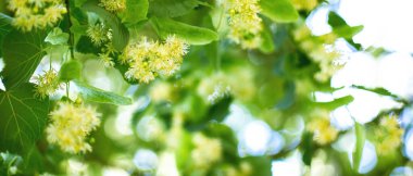 Bahar pankartı arka planında Linden ağacı çiçeklerine yakın plan 