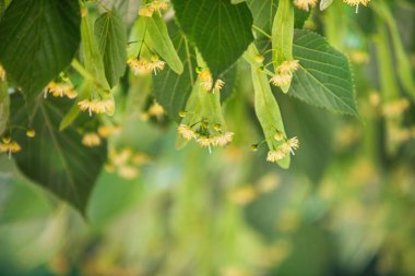 İlkbahar arkaplanı Linden ağacı çiçeklerinin yakın planıyla 