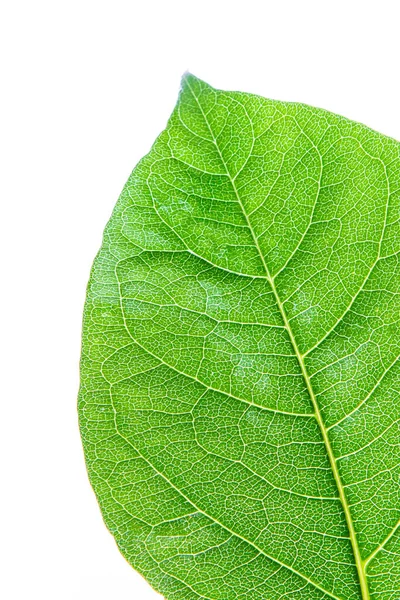 Green leaf with clearly visible texture isolated on white background — Stock Photo, Image