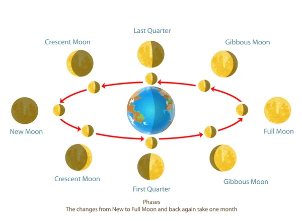 Изменение новолуния — стоковый вектор