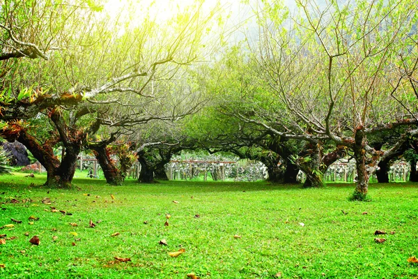 Pruimenboom — Stockfoto