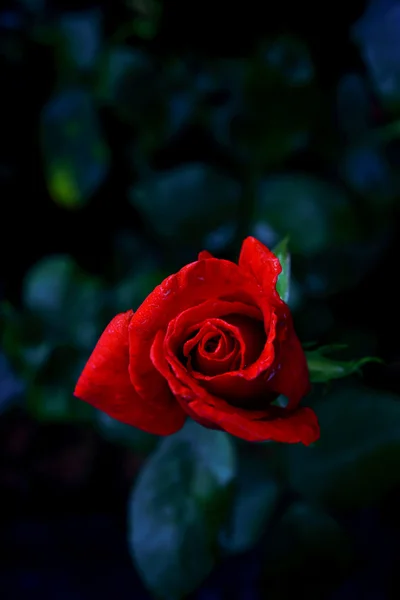 Red rose flower — Stock Photo, Image