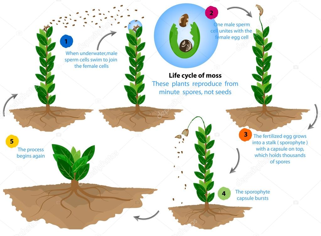 Life cycle of moss