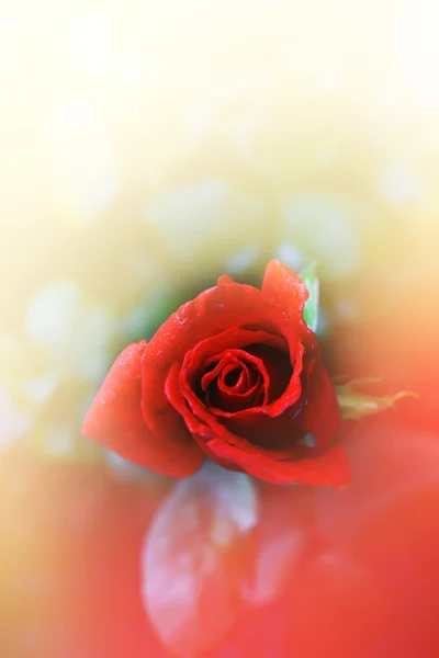 Enkel rød roseblomst i myk stil – stockfoto