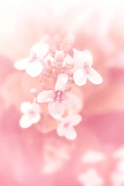 Сладкий цветок — стоковое фото
