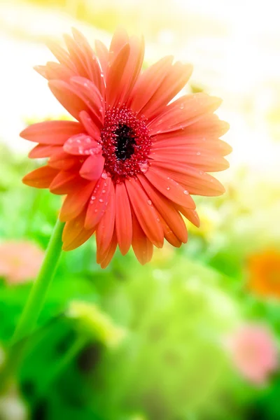 Blühendes schönes Gänseblümchen — Stockfoto