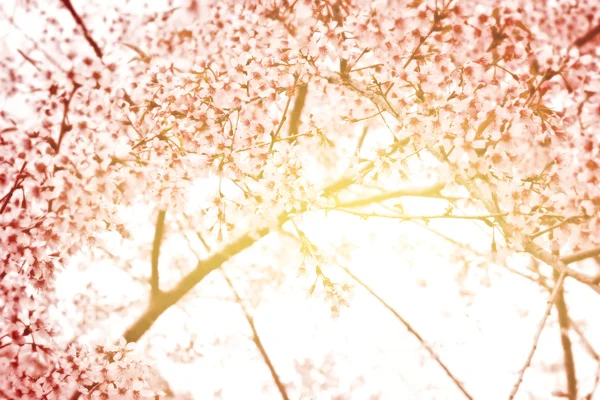 ดอกซากุระสีชมพู — ภาพถ่ายสต็อก