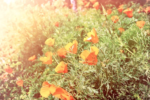 Blume bei Sonnenaufgang — Stockfoto