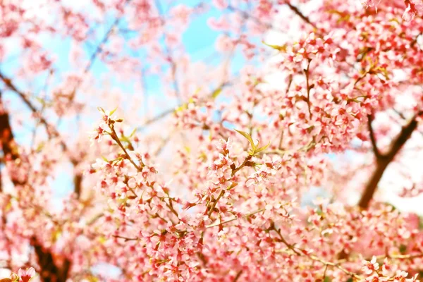 Pink cherry bloeien — Stockfoto