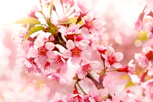 Pink cherry blooming — Stock Photo, Image