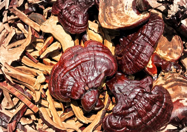 Lingzhi mushrooms — Stock Photo, Image