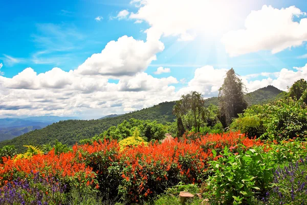 Bella vista fiore — Foto Stock