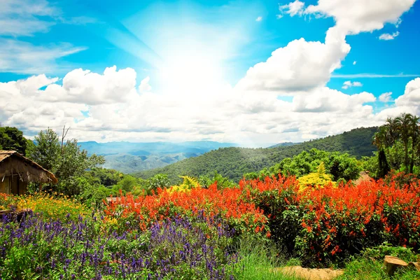 Prachtig uitzicht bloem — Stockfoto