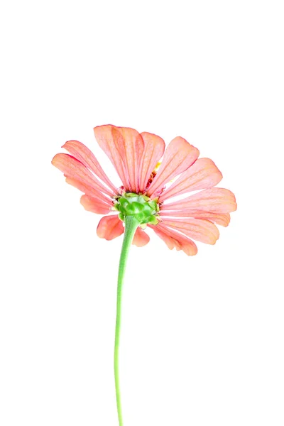 Zinnia blomma — Stockfoto