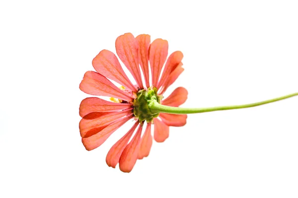 Orange zinnia blomma — Stockfoto
