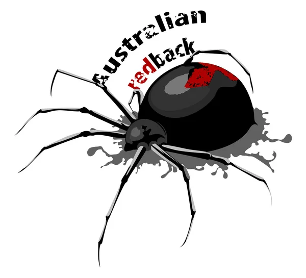 Australian redback spider vector — Stock Vector
