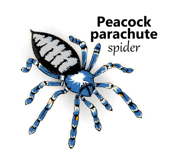 Павич парашут павук — стоковий вектор