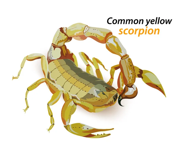 Escorpión amarillo común — Vector de stock