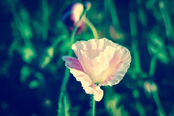 Roze papaverteelt bloem scène — Stockfoto