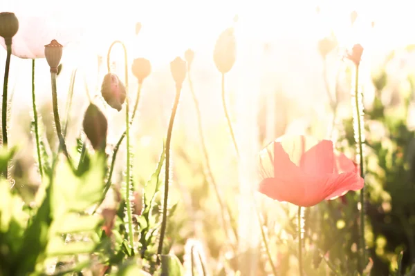 Szene aus roten Mohnblumen der Saison — Stockfoto