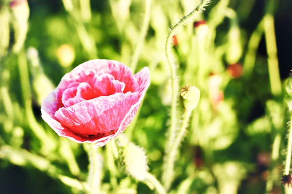 关闭红罂粟花 — 图库照片