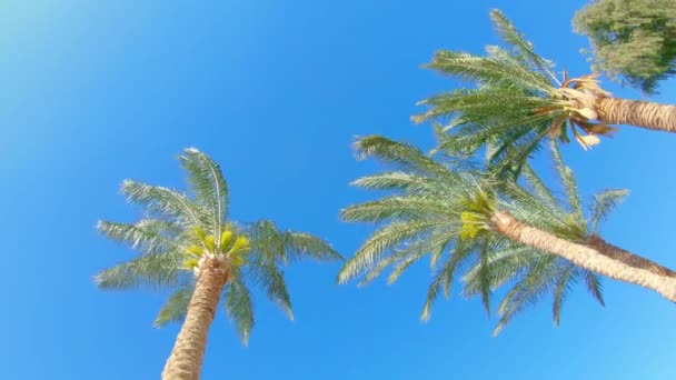 Las Palmas Verdes Brillantes Balancean Viento Cielo Azul Claro Egipto — Vídeos de Stock
