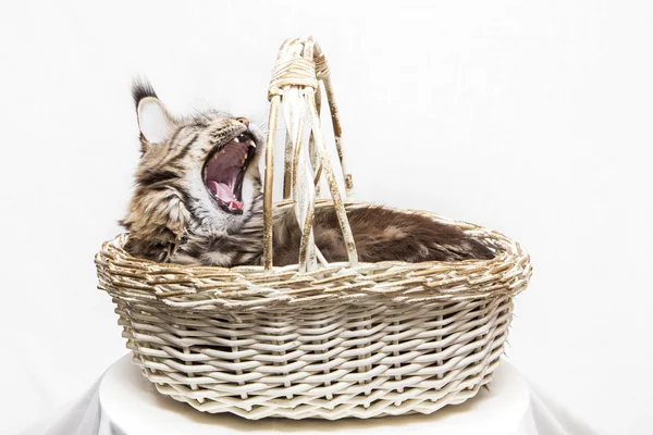 El gato yace en una cesta . — Foto de Stock
