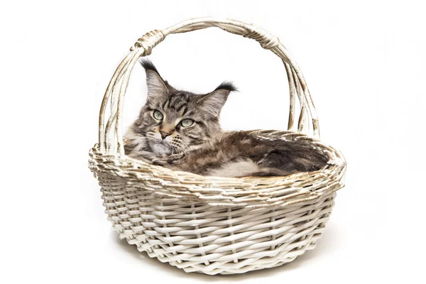 The cat the Maine Coon lies in a basket — Stock Photo, Image