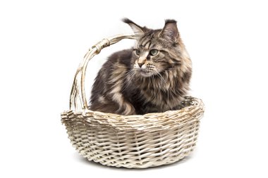  güzel kedi bir sepet içinde oturur ve bir kenara görünüyor.