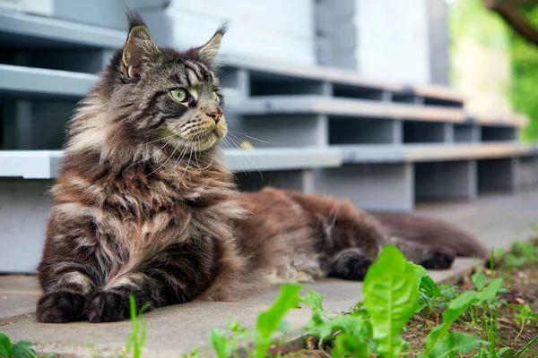 Hermoso Gato Maine Coon Está Sentado Cerca Una Escalera Madera — Foto de Stock