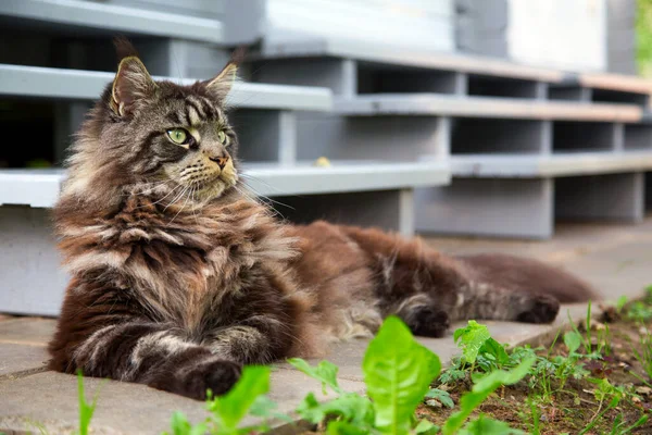 Hermoso Gato Maine Coon Está Sentado Cerca Una Escalera Madera — Foto de Stock