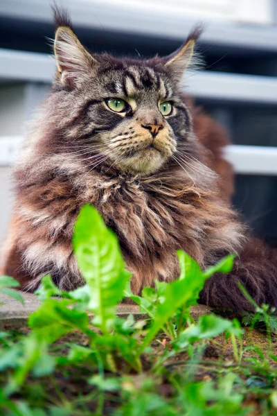 Прекрасна Кішка Мен Кун Сидить Біля Дерев Яних Сходів — стокове фото