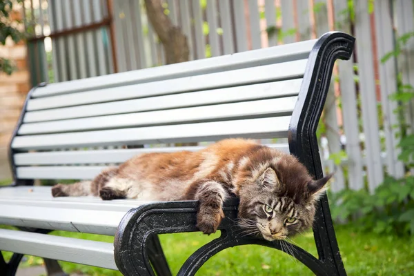 Gato Jovem Está Deitado Bench Horizontally — Fotografia de Stock